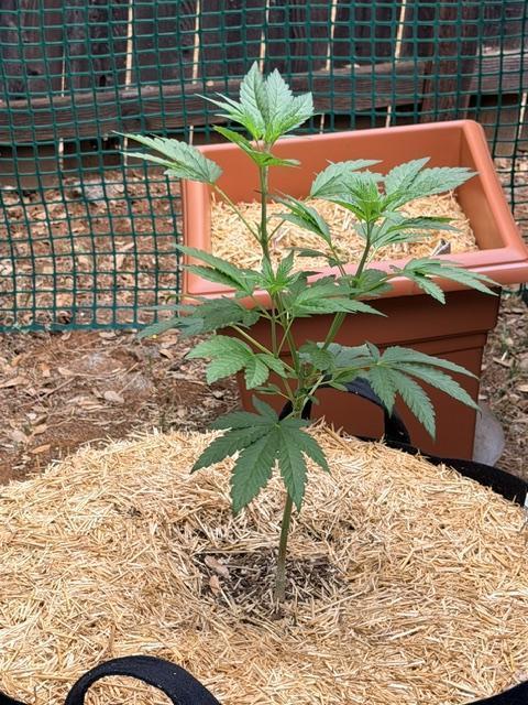 Vanilla Creme Pie. Week 8 - VCP fem - mainlining begun