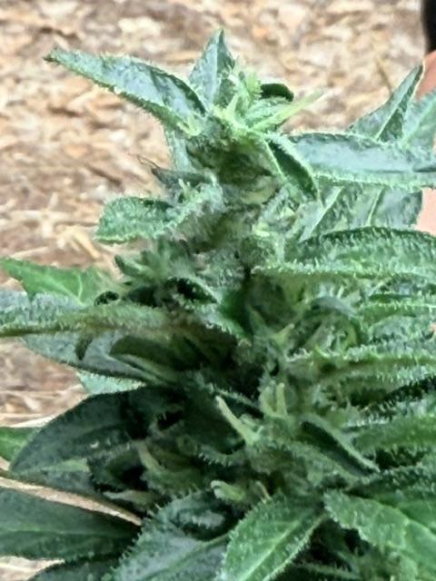 Vanilla Creme Pie. Week 8 - DP close-up