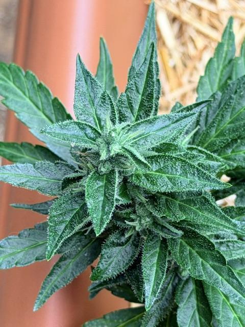 Vanilla Creme Pie. Week 8 - DP close up