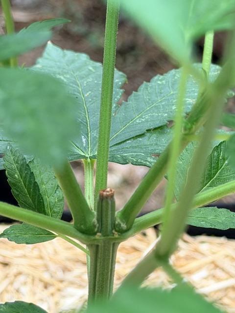 Vanilla Creme Pie. Week 8 - VCP topped close up