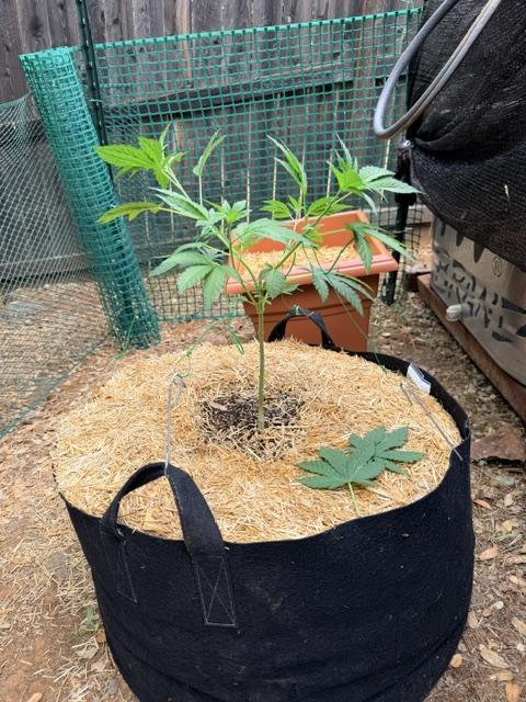 Vanilla Creme Pie. Week 8 - VCP LST begun