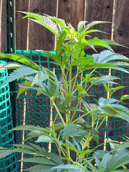 Vanilla Creme Pie. Week 12 - West Tower