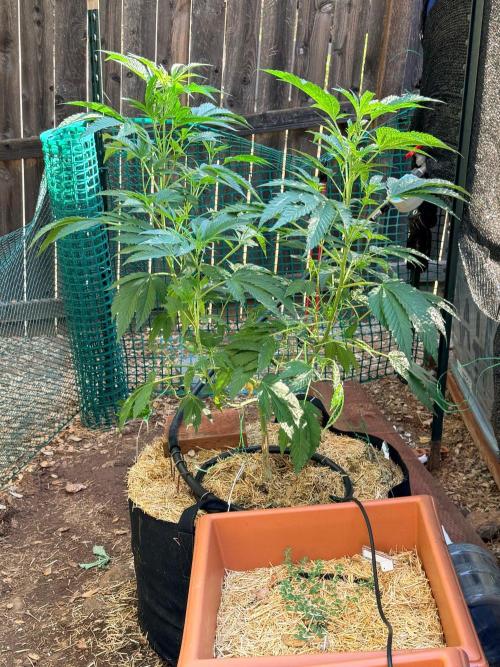 Vanilla Creme Pie. Week 12 - Vanilla Creme Pie twin towers growing tall