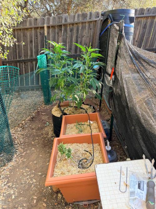 Vanilla Creme Pie. Week 12 - The new Rain Barrell drip irrigation system