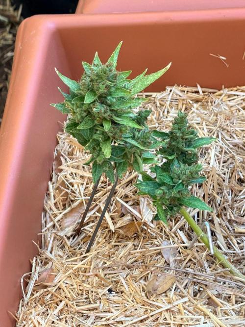 Vanilla Creme Pie. Week 12 - Durban Poison Auto