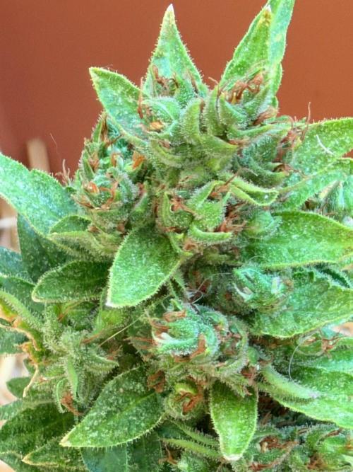 Vanilla Creme Pie. Week 12 - Too early for harvest