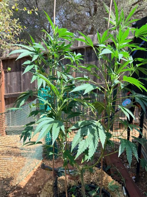 Vanilla Creme Pie. Week 14 - Bamboo support