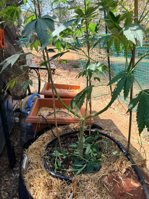 Vanilla Creme Pie. Week 14 - plant structure