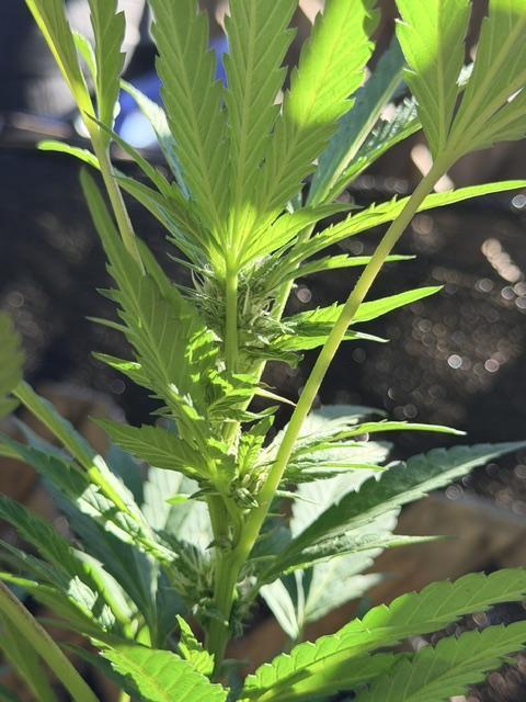 Vanilla Creme Pie. Week 16 - East branch