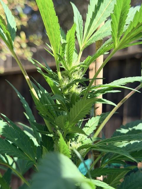 Vanilla Creme Pie. Week 16 - West branch