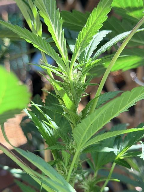 Vanilla Creme Pie. Week 16 - South branch