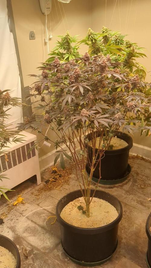 Girl Scout Cookies