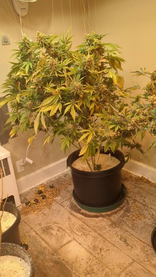 White Widow×Northern Lights