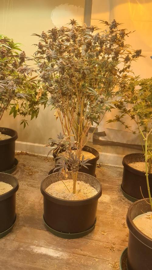 Granddaddy Purple