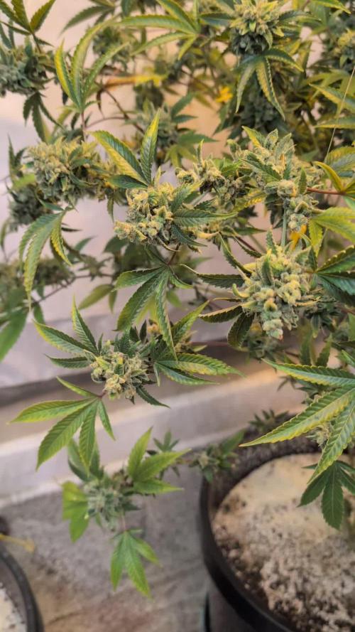 Dream Sherbet