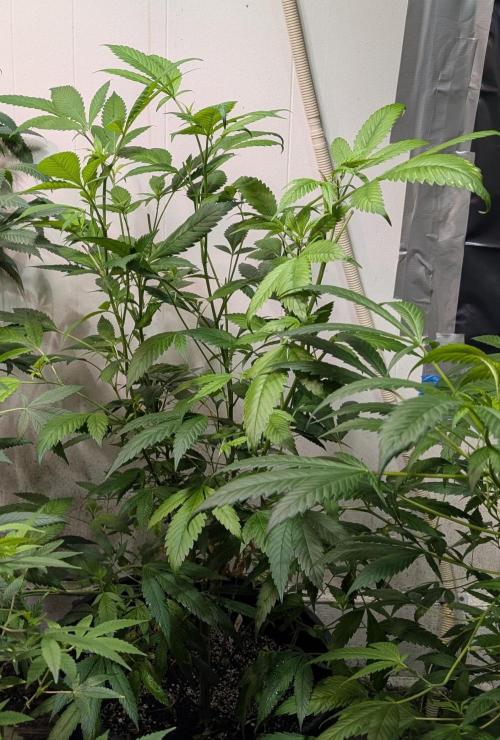 Red Mandarine. Week 11