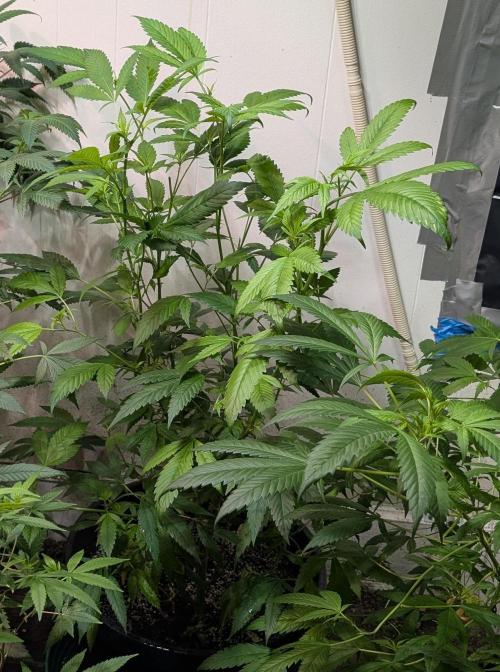 Red Mandarine. Week 11