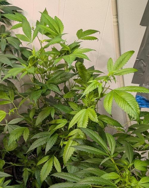 Red Mandarine. Week 11