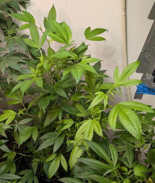 Red Mandarine. Week 11