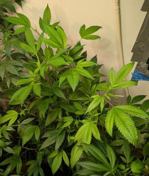 Red Mandarine. Week 11