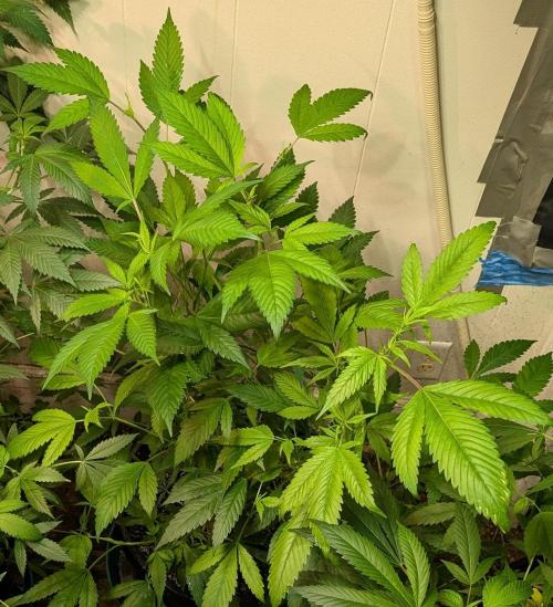 Red Mandarine. Week 11