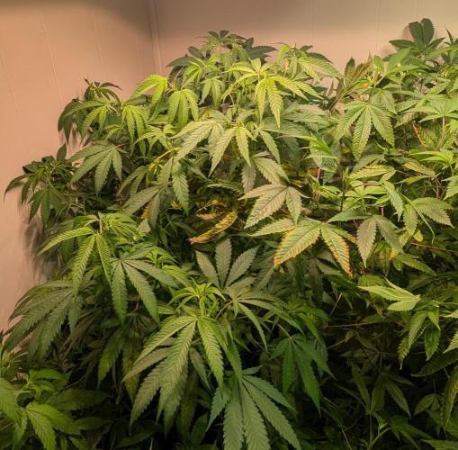 Sugar Black Rose. Week 12