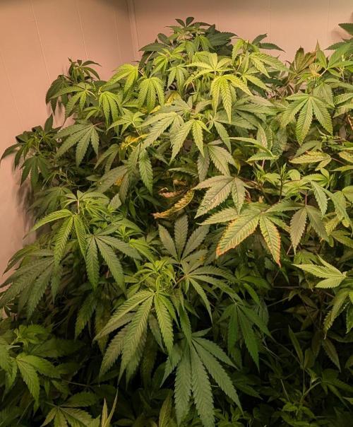 Sugar Black Rose. Week 12