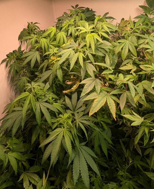 Sugar Black Rose. Week 12