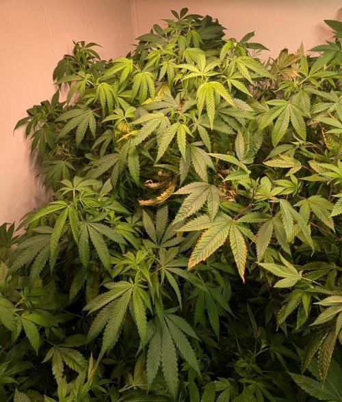 Sugar Black Rose. Week 12