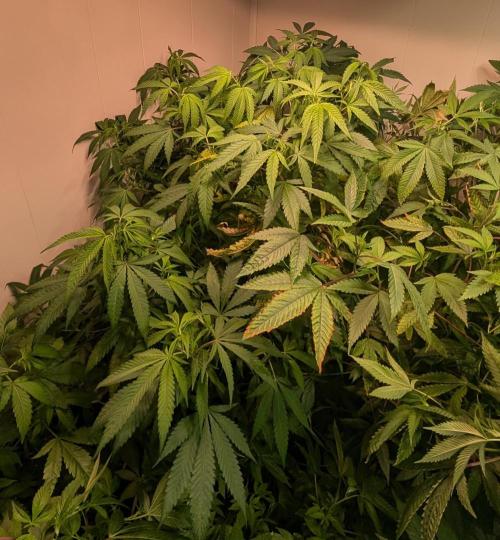 Sugar Black Rose. Week 12