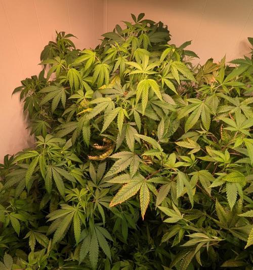 Sugar Black Rose. Week 12