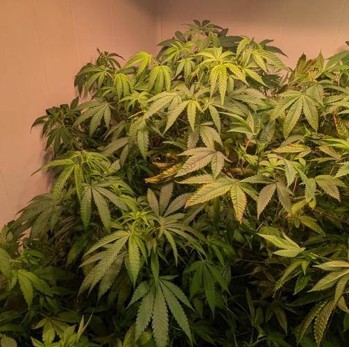 Sugar Black Rose. Week 12