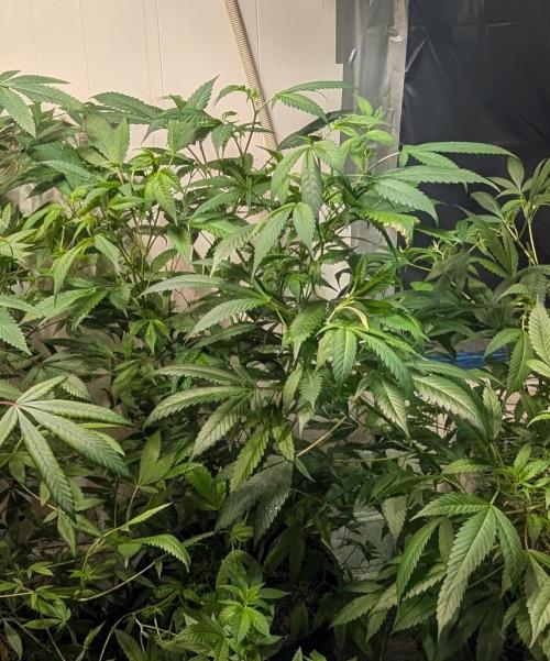 Red Mandarine. Week 12