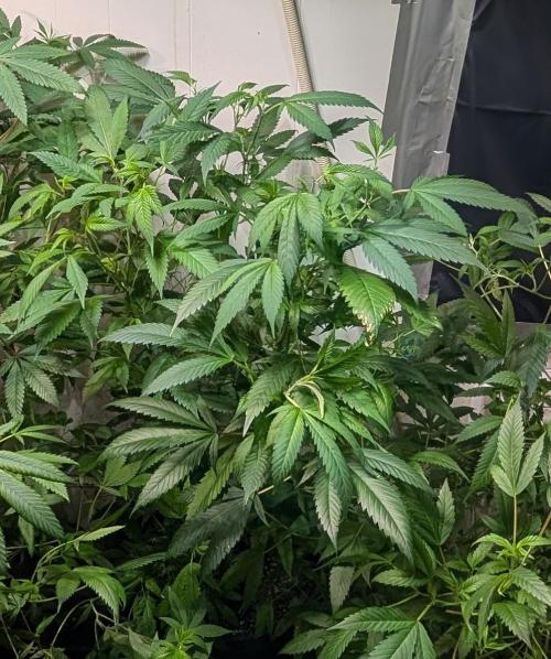 Red Mandarine. Week 12