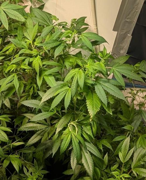 Red Mandarine. Week 12