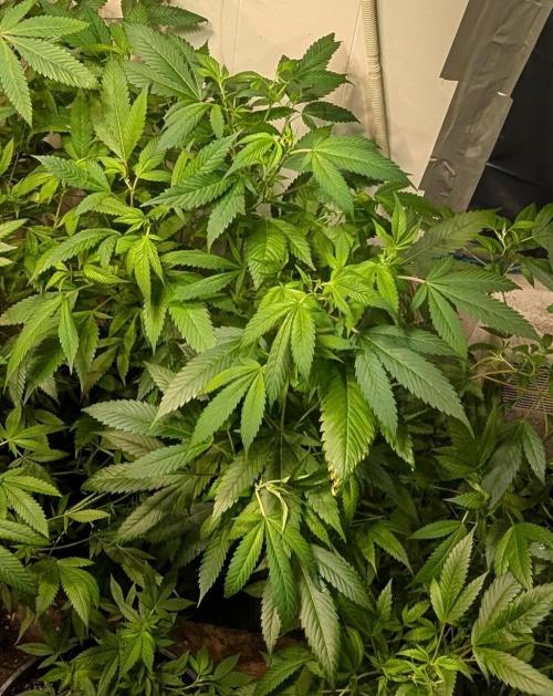 Red Mandarine. Week 12