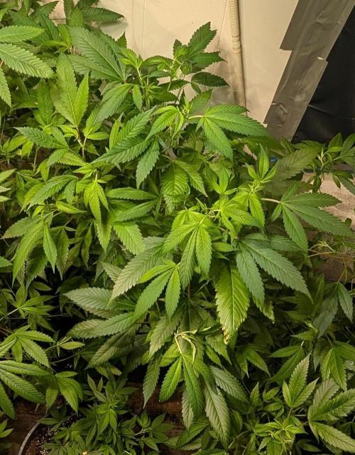 Red Mandarine. Week 12