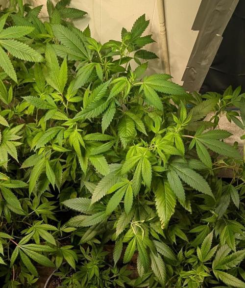 Red Mandarine. Week 12