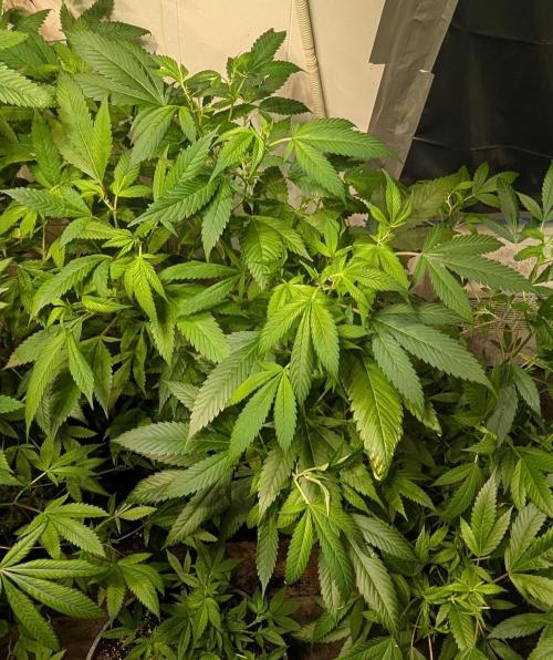 Red Mandarine. Week 12