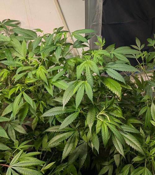 Red Mandarine. Week 12