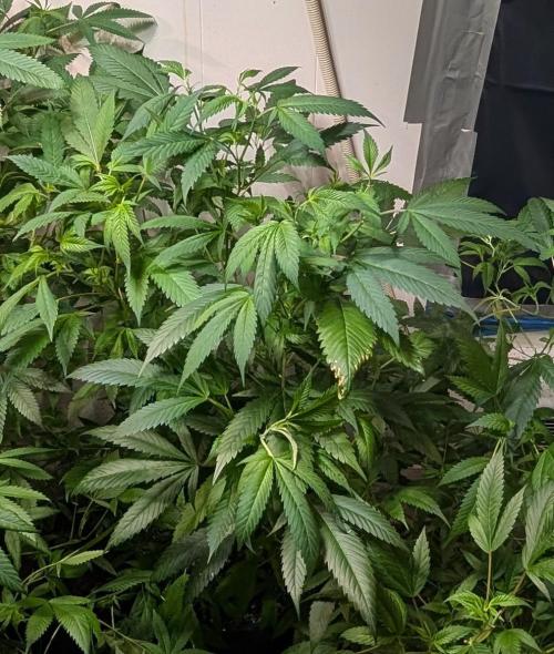 Red Mandarine. Week 12