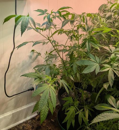 Strawberry Banana. Week 12