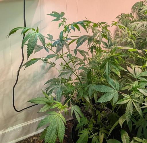 Strawberry Banana. Week 12