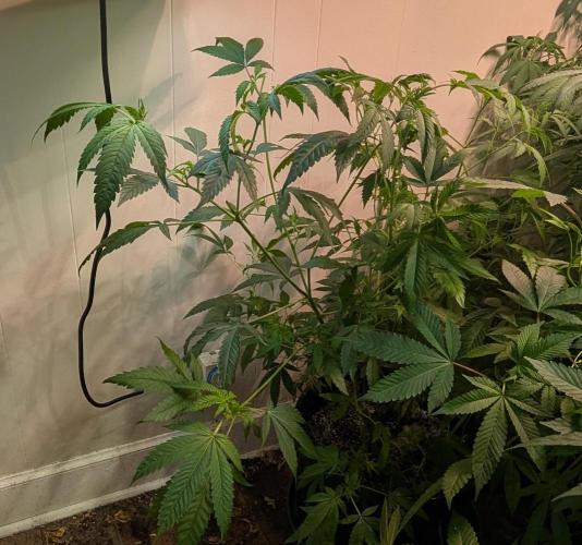 Strawberry Banana. Week 12