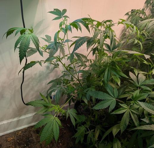 Strawberry Banana. Week 12