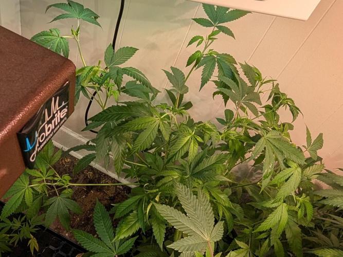 Strawberry Banana. Week 12