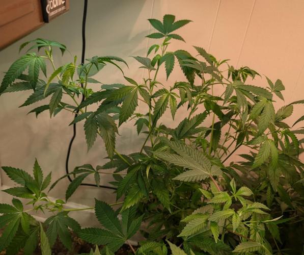 Strawberry Banana. Week 12