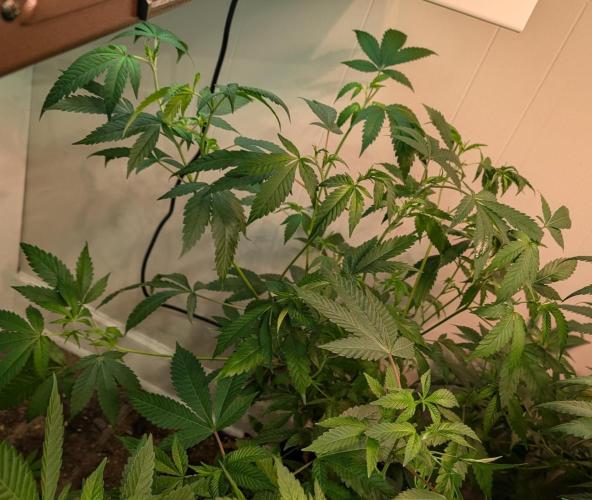 Strawberry Banana. Week 12