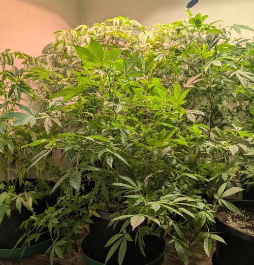 Apple Fritter. Week 18