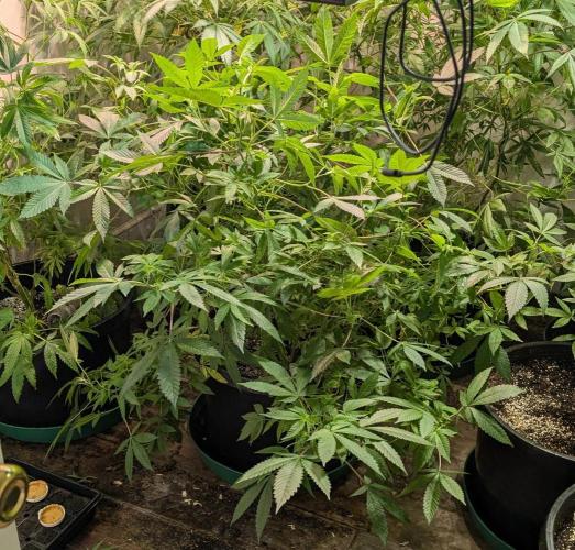 Apple Fritter. Week 18